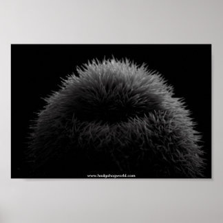 b&w hedgehog poster