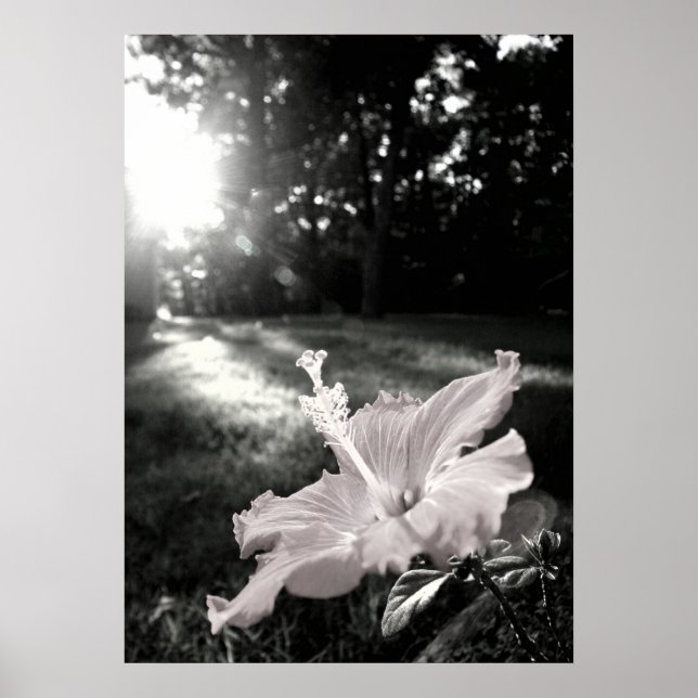 B&W Hibiscus Flower Poster (Front)