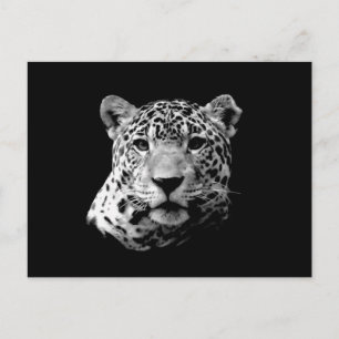 B&W Jaguar Postcard