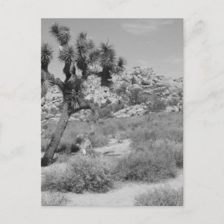 B&W Joshua Tree National Park 3 Postcard