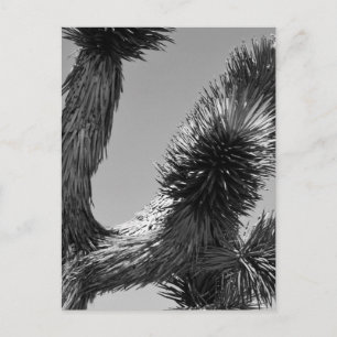 B&W Joshua Tree National Park 4 Postcard