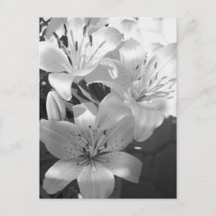 b&w lillies postcard