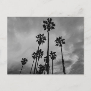 B&W Los Angeles palms Postcard