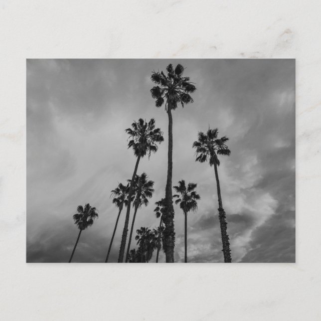 B&W Los Angeles palms Postcard (Front)