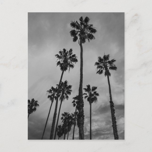 B&W Los Angeles Palms Postcard (Front)