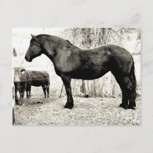 B&W Percheron Mare Postcard