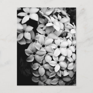 B&W POSTCARD