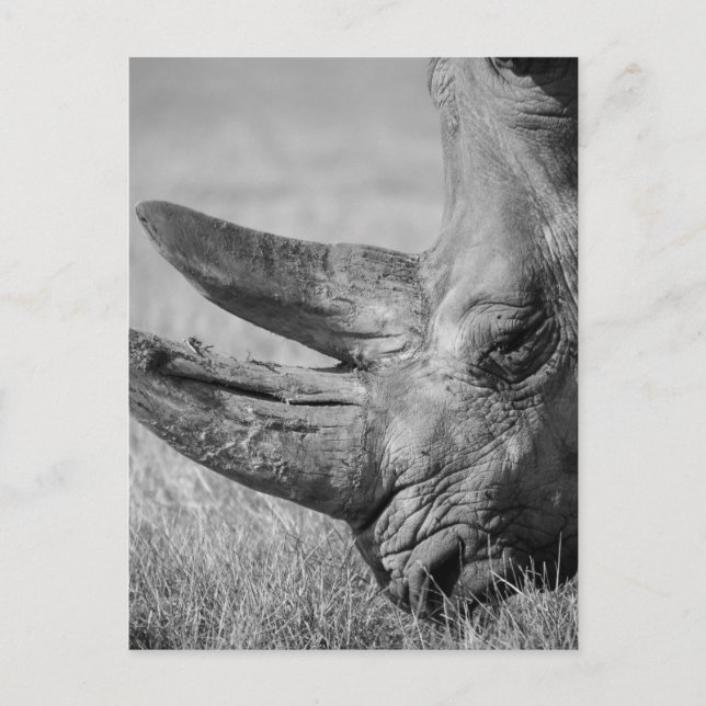 B&W Rhinoceros Postcard (Front)