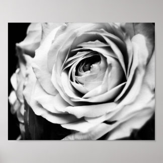 B&W Rose Sharpened Poster