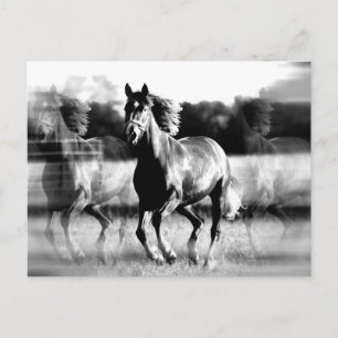 B&W Running Horse Postcard
