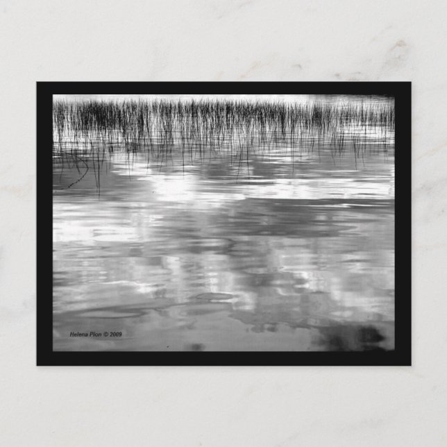 B&W Sky Reflection On Lake With Reeds Postcard (Front)
