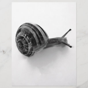 B&W snail
