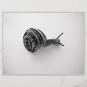 B&W snail