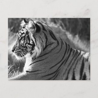 B&W Tiger Profile Photo Postcard