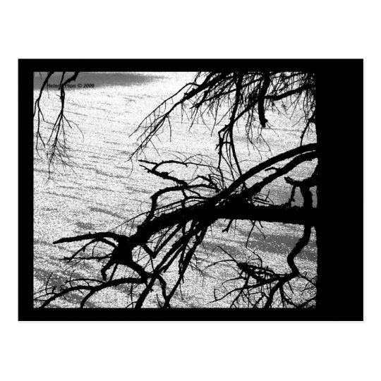 B&W Tree and Lake Postcard