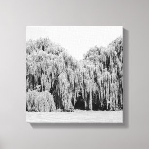 B&W Weeping Willow Trees Canvas Print