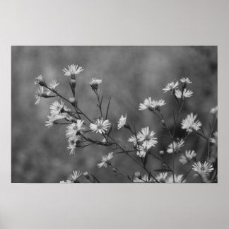 B&W White Flowers Poster