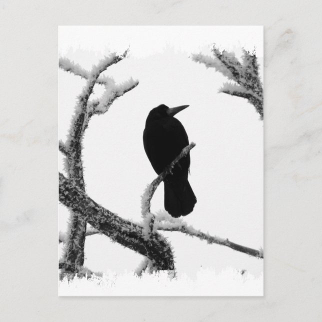 B&W Winter Raven Edgar Allan Poe Postcard (Front)