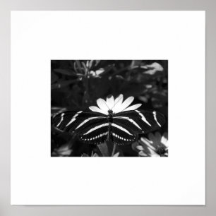 B&W Zebra Butterfly on White Poster