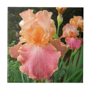 BA- Peach Iris Floral Art Tile