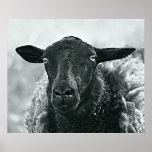 Baa baa black sheep poster