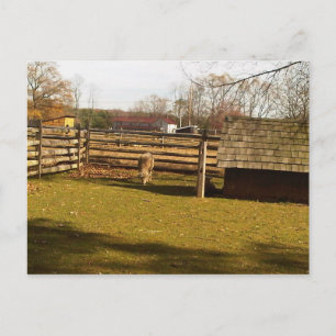 Baaa! Postcard
