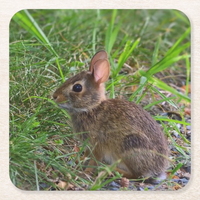 Babby Bunny Paper Coaster (Front)