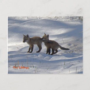 babies copy, Fox Siblings Postcard