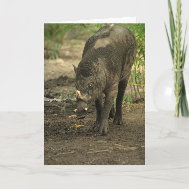 Babirusa Greeting Card (Front)