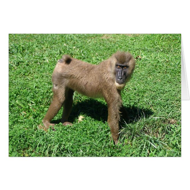 Baboon (Front Horizontal)