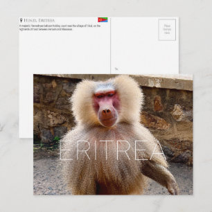Baboon at Hinzi, Eritrea Travel Postcard