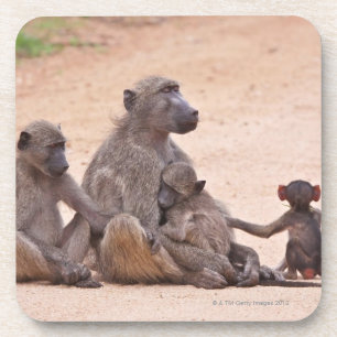 Baboon family sitting on ground coaster