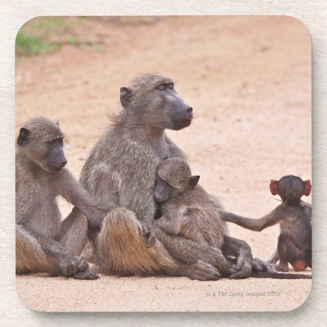 Baboon family sitting on ground coaster (Front)