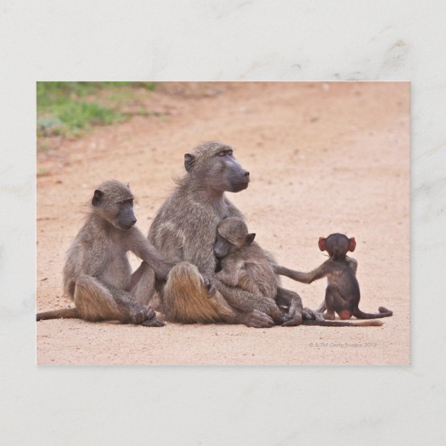 Baboon family sitting on ground postcard (Front)