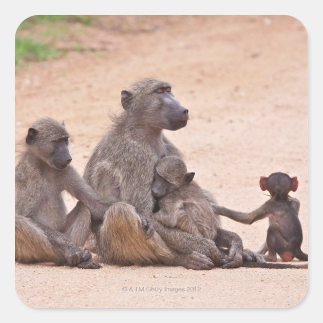 Baboon family sitting on ground square sticker (Front)