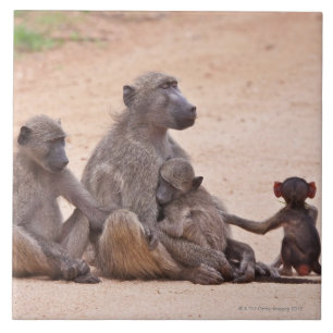 Baboon family sitting on ground tile