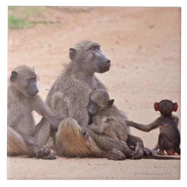 Baboon family sitting on ground tile (Front)