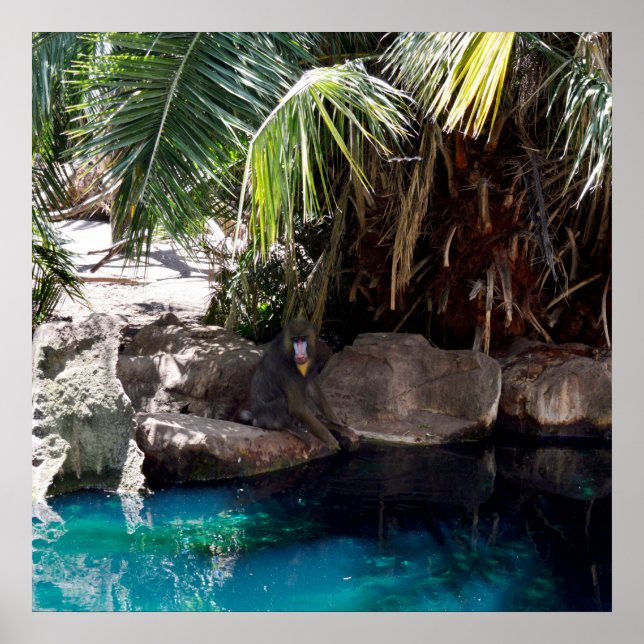 Baboon In Paradise, Poster (Front)