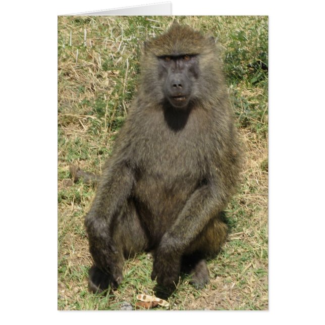 Baboon male (Front)