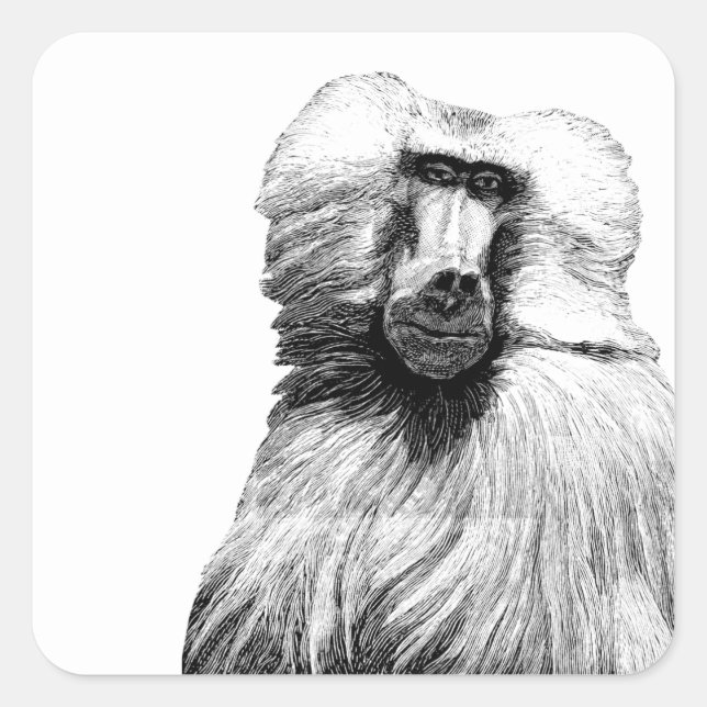 Baboon Monkey Jungle Safari Illustration art Square Sticker (Front)