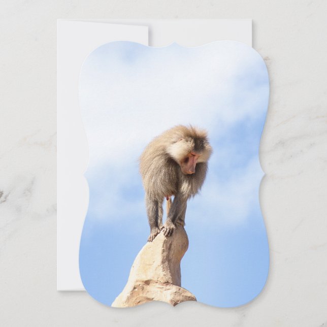Baboon monkey on top of a mountain card (Front)