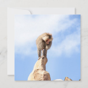 Baboon monkey on top of a mountain card