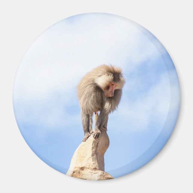 Baboon monkey on top of a mountain magnet (Front)