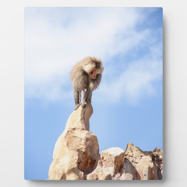 Baboon monkey on top of a mountain plaque (Front)