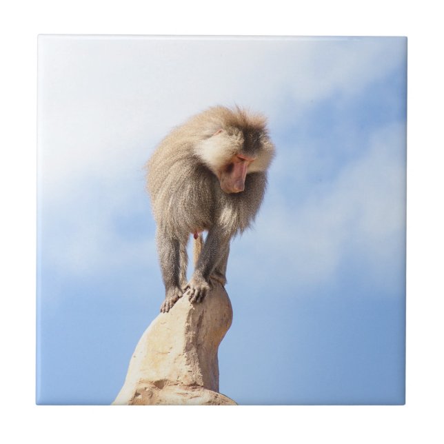 Baboon monkey on top of a mountain tile (Front)