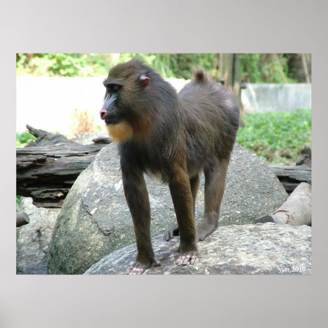 Baboon Poster (Front)