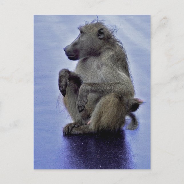 Baboon Sitting Postcard (Front)
