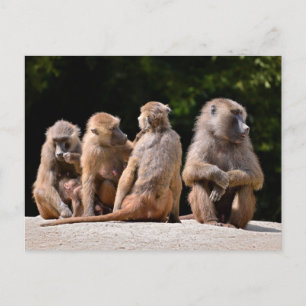 Baboons and young holiday postcard