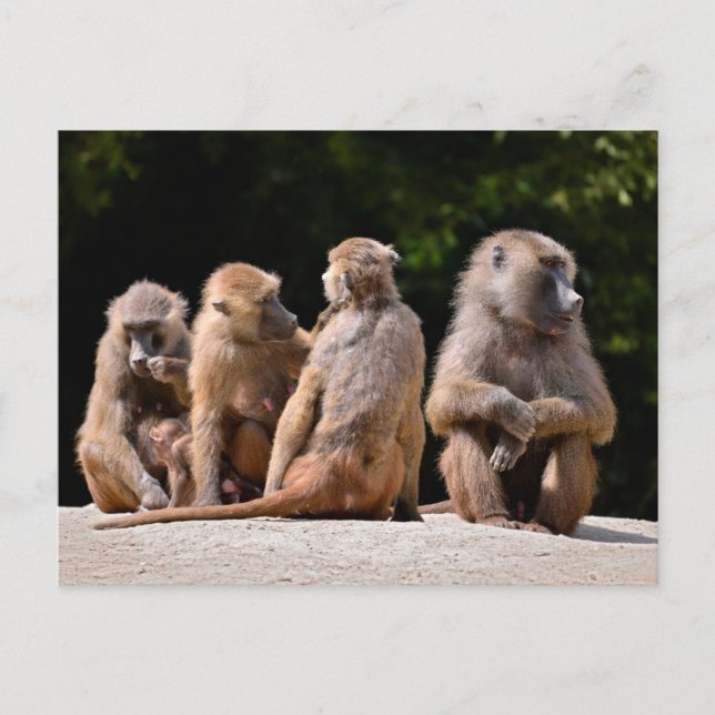 Baboons and young holiday postcard (Front)