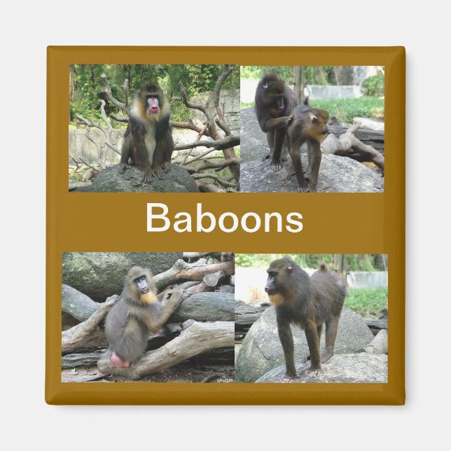 baboons magnet (Front)